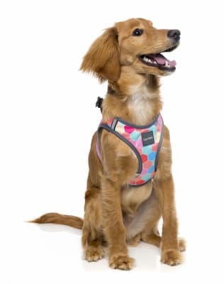 FUZZYARD HARNESS L THE HIVE FY0218631