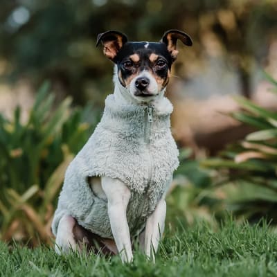 CORDERITO SIN MANGAS GRIS PETLOUNGE TALLA 1