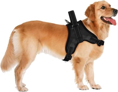 ARNES CON MANGO S (GDXB-S)