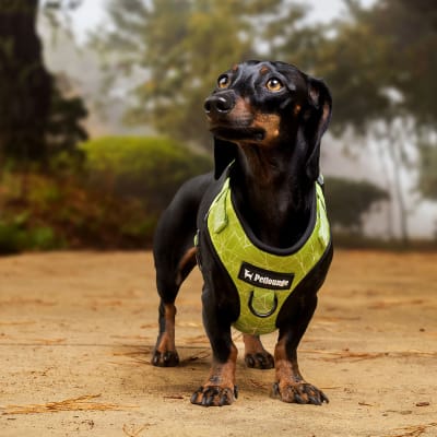 ARNES PECHERA AJUSTABLE CHIC GREEN L/XL - PETLOUNGE1