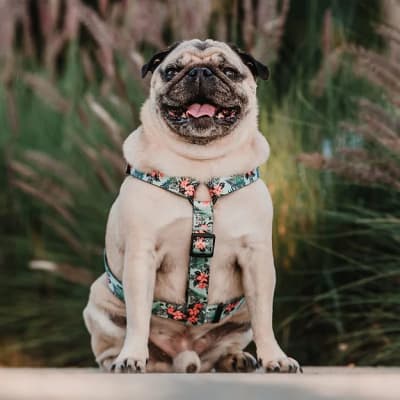 ARNES TIPO H PETLOUNGE BLUE PARROTS XS/S1