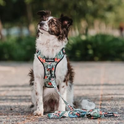 ARNES PECHERA PETLOUNGE BLUE PARROTS S