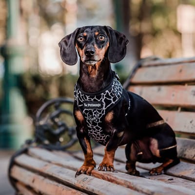 ARNES PECHERA AJUSTABLE VAQUITA L/XL - PETLOUNGE