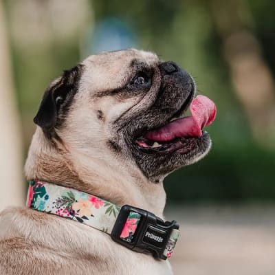 COLLAR PETLOUNGE TROPICALIA XS/S1