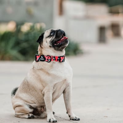 PETLOUNGE COLLAR CORAL LEOPARD XS/S