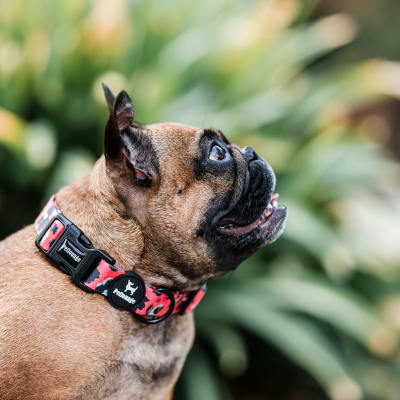 PETLOUNGE COLLAR CORAL LEOPARD M