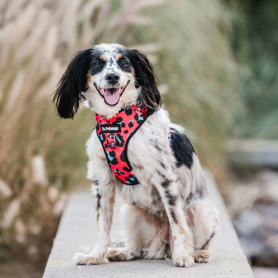 PETLOUNGE ARNES PECHERA CORAL LEOPARD XS2