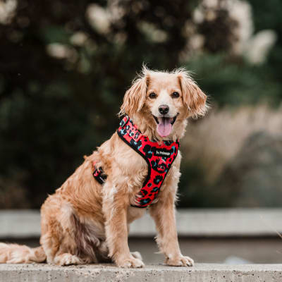 PETLOUNGE ARNES PECHERA CORAL LEOPARD M3