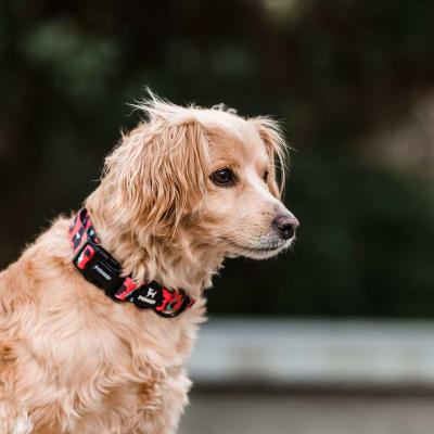 PETLOUNGE COLLAR CORAL LEOPARD L/XL
