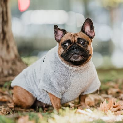 CORDERITO CUELLO ALTO GRIS TALLA 2