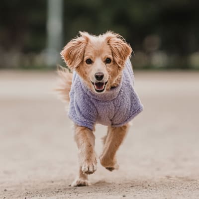 CORDERITO CUELLO ALTO LILA TALLA 4