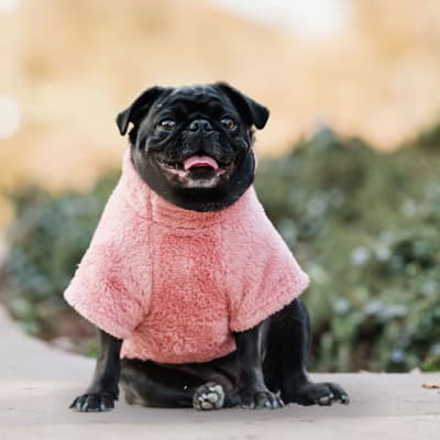 CORDERITO CUELLO ALTO ROSADO TALLA 21