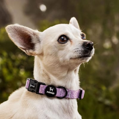 COLLAR CRAZY MALVA XS/S - PETLOUNGE1