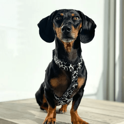 ARNES H VAQUITA XS/S - PETLOUNGE1