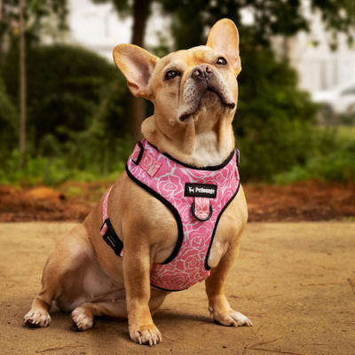 ARNES PECHERA AJUSTABLE CANDY ROSES L/XL - PETLOUNGE1
