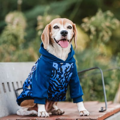 HOODIE BLUE LEOPARD TALLA 45