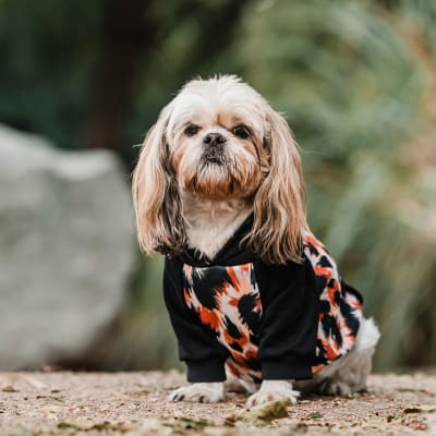 HOODIE CLASSIC LEOPARD TALLA 2