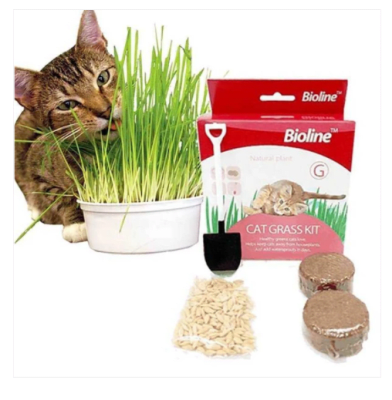 CAT GRASS KIT 2031