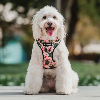 ARNES PECHERA PETLOUNGE PINK TOUCANS L/XL1