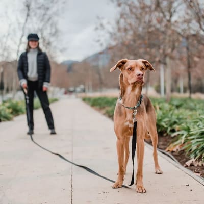 CORREA PETLOUNGE 5 METROS VERDE1