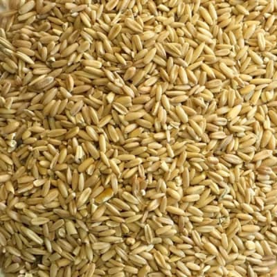 AVENA 25 KG