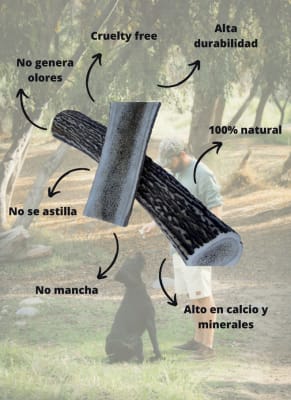 ASTA DE CIERVO CERVUS TALLA M