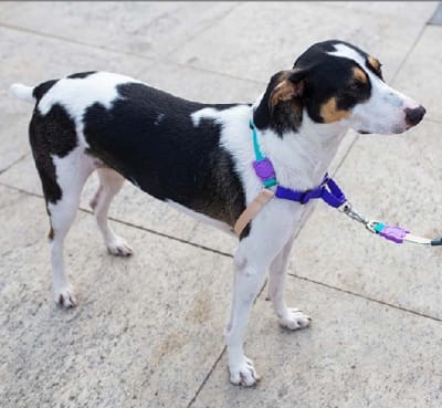 BOOGIE SOFT-WALK HARNESS MEDIUM ZEE DOG1