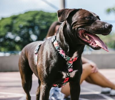 MAHALO H-HARNESS SMALL