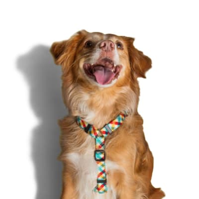 PHANTOM H-HARNESSS LARGE1