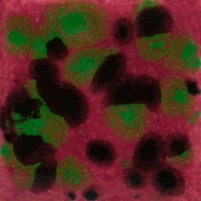 CG-1005 MAROON LAGOON