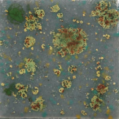 CG-991 MOUNTAIN MOSS