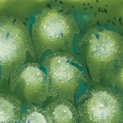S-2715 SPOTTED KIWI