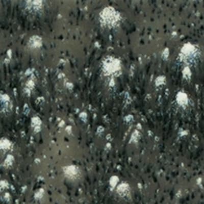 S-2718 COSMIC BLACK
