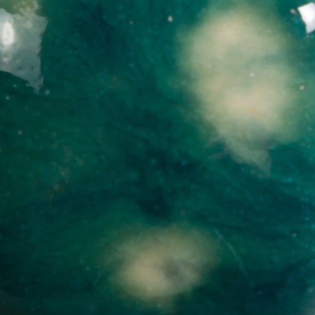 CG-974 BLOOMIN' BLUE2