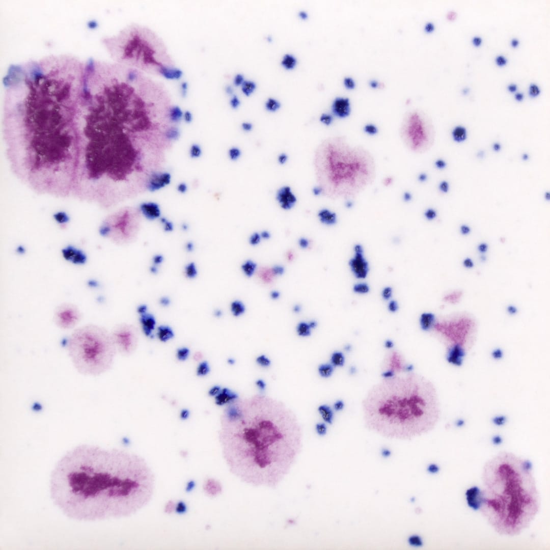 CG-1011 FROSTED BERRIES1