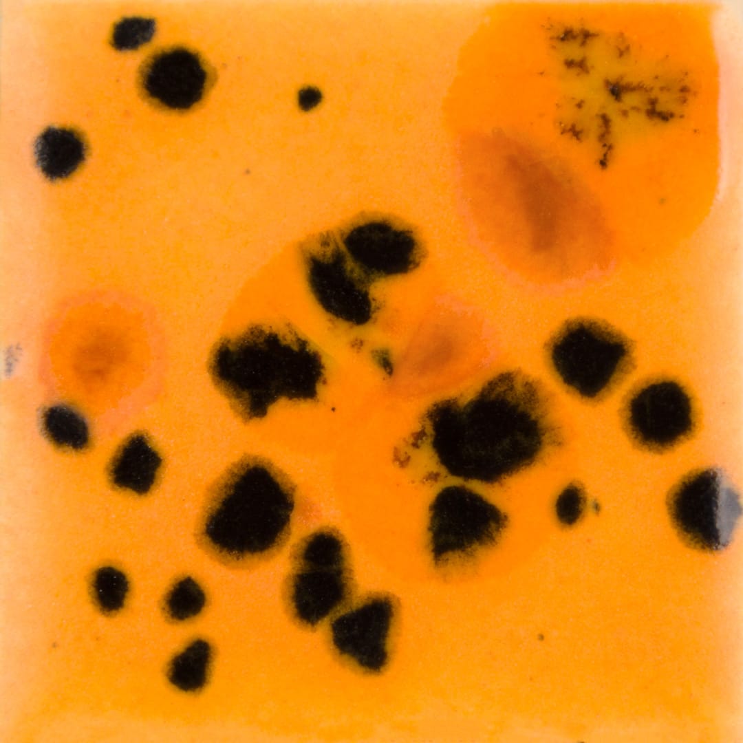 CG-1013 PAPAYA1