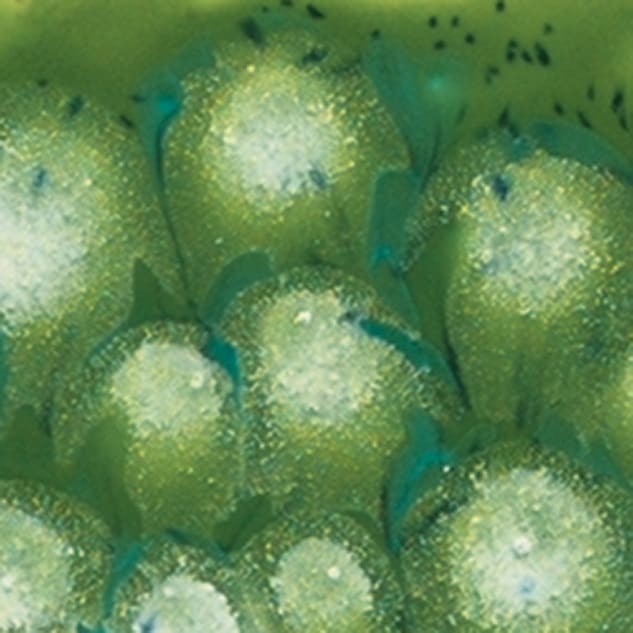 S-2715 SPOTTED KIWI1