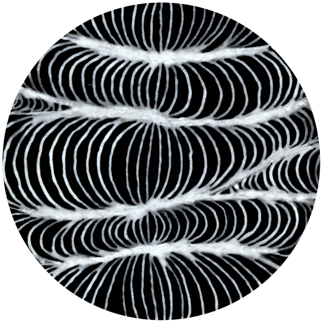 SG-402 DESIGNER LINER WHITE2