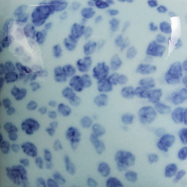 SP-245 Speckled My Blue Heaven2