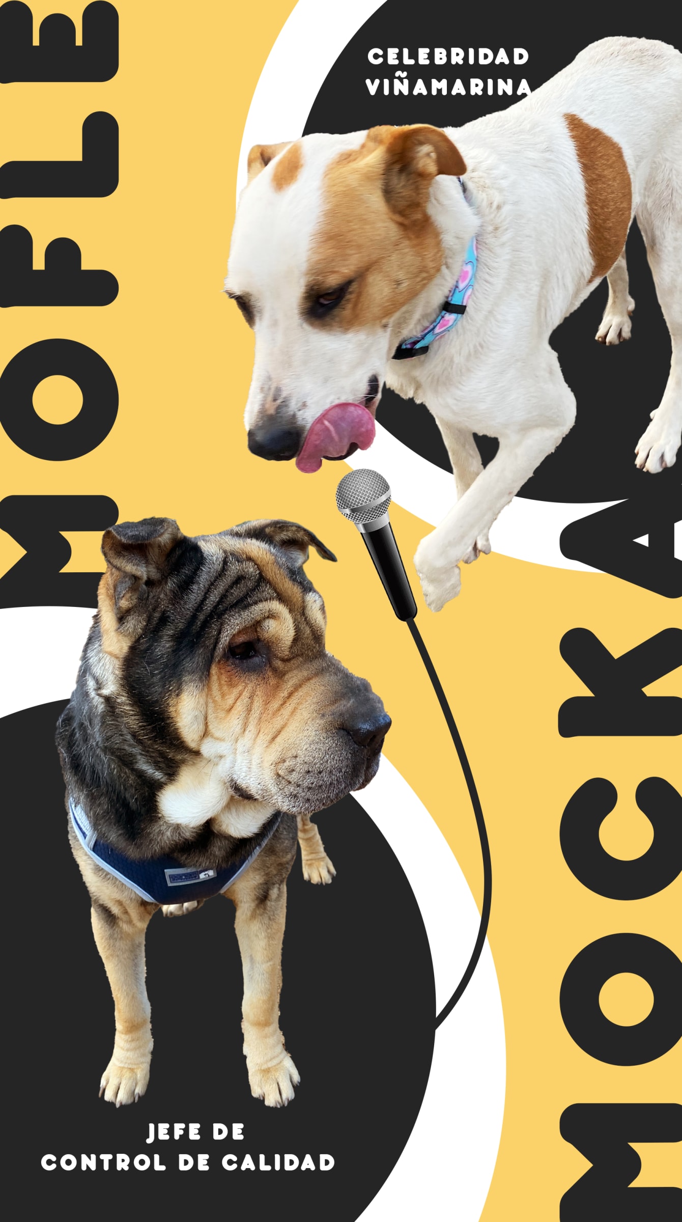 MOCKA: La verdadera historia de la perrita que deslumbró en la alfombra roja del Festival de Viña