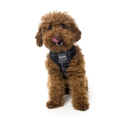 FUZZYARD DOG HARNESS YEZZY TALLA L1