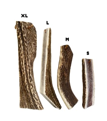 ASTA DE CIERVO - MORDEDOR NATURAL1
