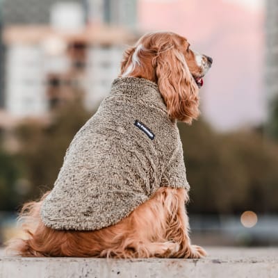 CORDERITO JASPEADO PETLOUNGE TALLA 4