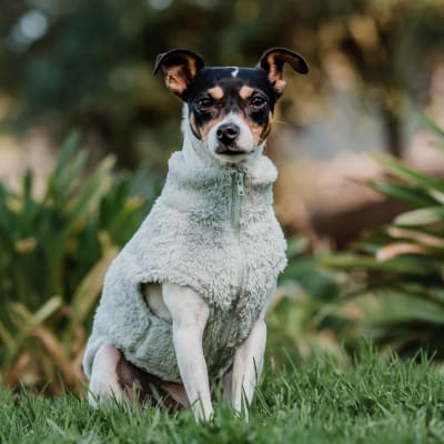 CORDERITO SIN MANGAS PETLOUNGE TALLA 2