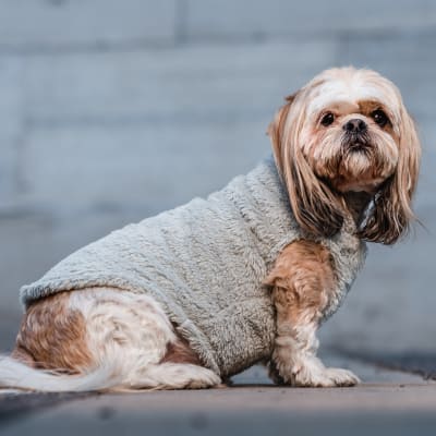 CORDERITO SIN MANGAS PETLOUNGE TALLA 3