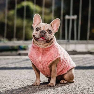 CORDERITO SIN MANGAS PETLOUNGE TALLA 4