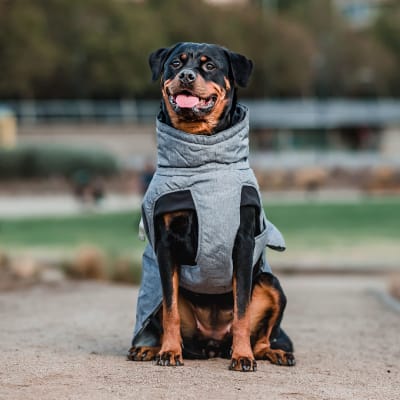 PARKA PETLOUNGE DRY AND COMFY XL1