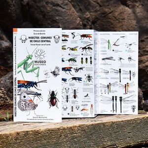 Guia Plegable Insectos Comunes De Chile Central
