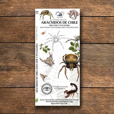 Guía Plegable Arácnidos De Chile Zona Sur Y Patagonia