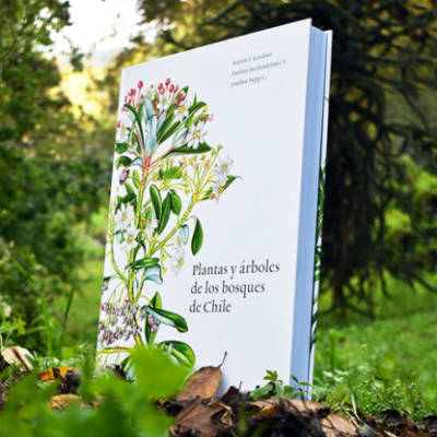 Plantas y árboles de los bosques de Chile - Edicion Lujo - 36 x 26 cm - tapa dura